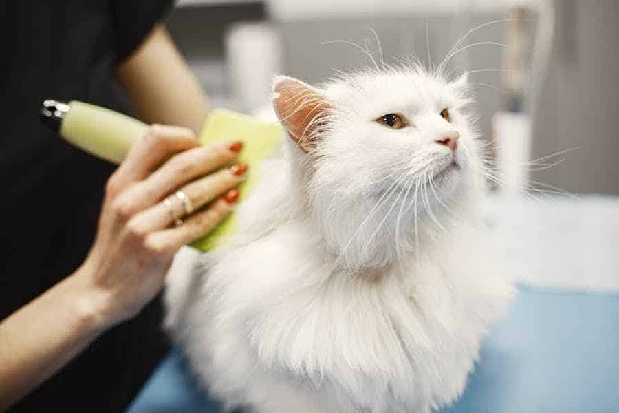 Bisnis Salon Kucing, Layanan Perawatan Anabul Kesayangan