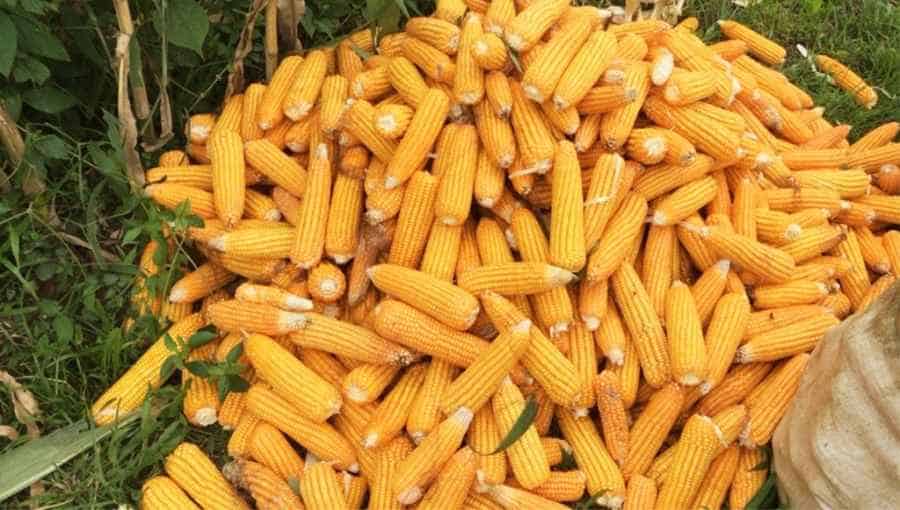 Harapan di Ladang Jagung: Kisah Setya Gustina Riwayat dan Swasembada Jagung di Cianjur